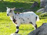 Helena West Side: White, brown, west african pygmy goat