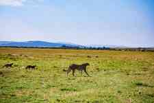 East Helena: Cubs, cheetahs, felines