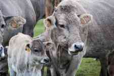 Helena: cow, Livestock, veal