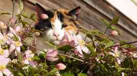 Helena: cat, clematis montana, stubborn
