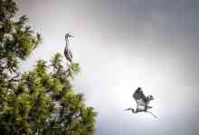 Helena: montana, heron, bird flying