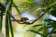 Helena: rainforest, small animals, my content