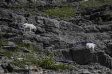 Helena: Glacier National Park, ALPINE, Mountain Goats