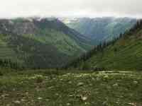 Helena: Glacier National Park, beargrass, GNP
