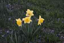 Helena: flower, flower background, daffodil