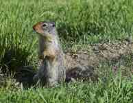 Helena: gopher, urocitellus columbianus, columbia ground squirrel