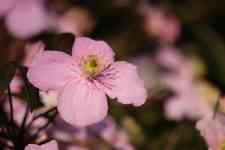 East Helena: flowers, petals, clematis
