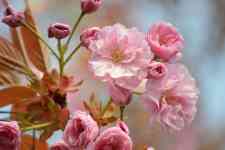 East Helena: cherry blossom, japanese cherry blossoms, oriental cherry