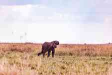 Helena Valley Northeast: kenya, Elephant, wild animal