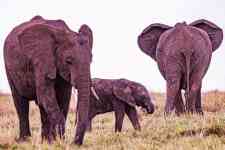Helena Valley Northeast: kenya, wild animals, elephants