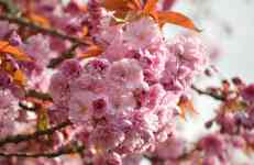 East Helena: flower, Cherry blossoms, flower background