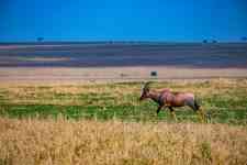 East Helena: field, Antelope, thomson gazelle