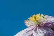 Helena Valley Northeast: flower, clematis montana, detail photo