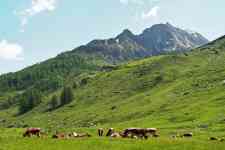 Helena Valley Northeast: mountains, Cows, ALPINE
