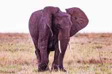 Helena Valley Northeast: kenya, Elephant, wild animal