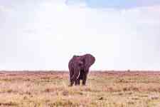 Helena Valley Northeast: Elephant, calf, wild animal