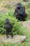 Helena Valley West Central: great ape, lowland gorilla, gorilla gorilla gorilla