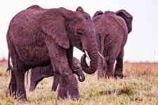 Helena Valley Northeast: kenya, wild animals, elephants