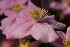East Helena: flower, beautiful nature, laptop wallpaper