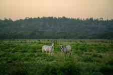 Helena Valley Northwest: Cows, Pasture, cattle