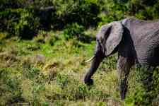Helena Valley Northeast: Elephant, calf, big five