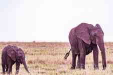 Helena Valley West Central: kenya, wild animals, elephants