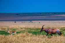 East Helena: field, Antelope, thomson gazelle