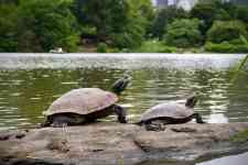 Helena Valley West Central: pond, Central Park, turtles