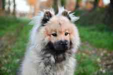 Helena Valley Northwest: dog, eurasier, canine