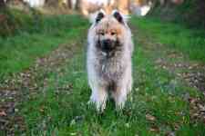 Helena Valley West Central: dog, eurasier, canine
