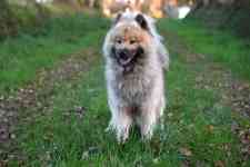 Helena Valley Southeast: dog, eurasier, canine