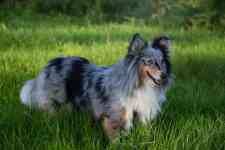 Helena Valley Northeast: dog, animal, shetland sheepdog