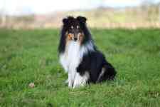 Helena Valley West Central: dog, animal, shetland sheepdog