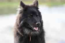 Helena Valley Northwest: dog, eurasier, canine
