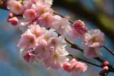 Helena: flowers, Cherry blossoms, blossom