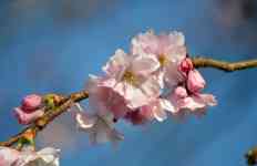 East Helena: Cherry blossoms, sakura, japanese cherry