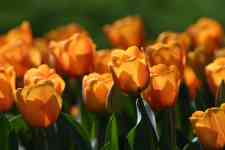 Helena Valley Southeast: orange, flowers, beautiful flowers