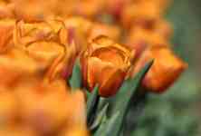 Helena Valley Northeast: orange, flowers, Tulips