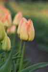 Helena Valley Northeast: flowers, Bloom, Tulips
