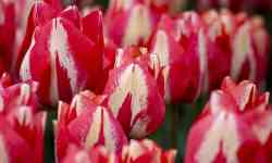 Helena Valley Northeast: Spring, flowers, Tulips