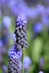 Helena Valley Northwest: nature, flowers, purple