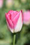 Helena Valley Southeast: flower, pink, Tulip