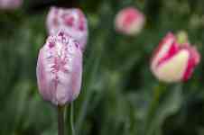 Helena Valley Northeast: nature, flowers, Tulips