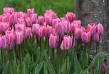 Helena Valley West Central: Tulips, skagit valley tulip festival, flowerphotography