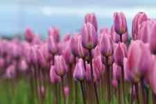 Helena Valley West Central: Tulips, beautiful flowers, skagit valley tulip festival