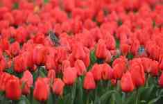 Helena Valley West Central: Tulips, skagit valley tulip festival, flowerphotography