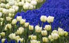 Helena Valley West Central: flowers, Tulips, grape hyacinth