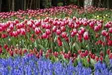 Helena Valley Northwest: Tulips, flower background, grape hyacinth