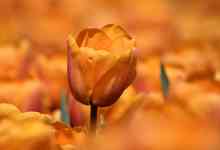 Helena Valley Northwest: orange, flower, Tulip