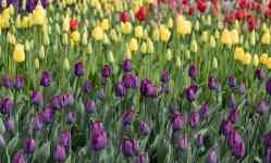 Helena Valley Southeast: Spring, flowers, Tulips